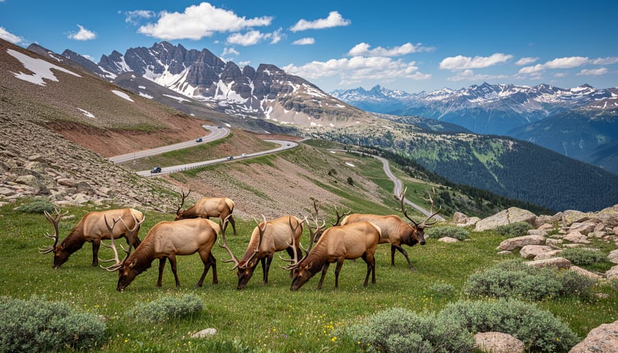 Elk in a meadow with Trail Ridge Road and mountains in Rocky Mountain National Park